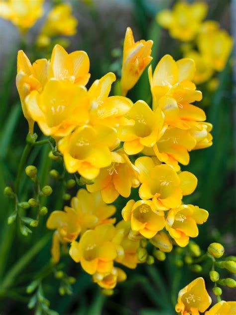 freesia flowers indoor care.